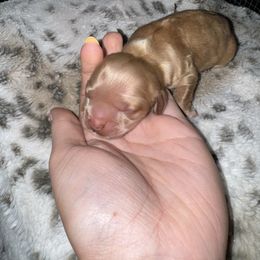 Goldie - Buff female Cocker Spaniel puppy in Lake, Mississippi from MGs Cockers