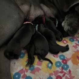 Great Dane Puppies from Lazuli Great Danes