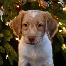 Bodhi - Orange roan male Brittany puppy in Hollidaysburg, Pennsylvania from Royal Flush Farms