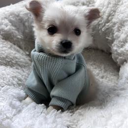 Opie - White male Chihuahua puppy in Richland, Washington from Northwest Paws
