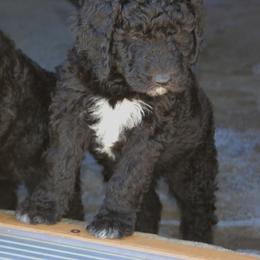 Goldendoodle Puppies from Pampered Paws Pet Massage / Jaynie's Pack of Doodles