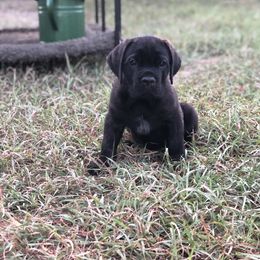 Cane Corso Puppies from Wilco Cane Corso