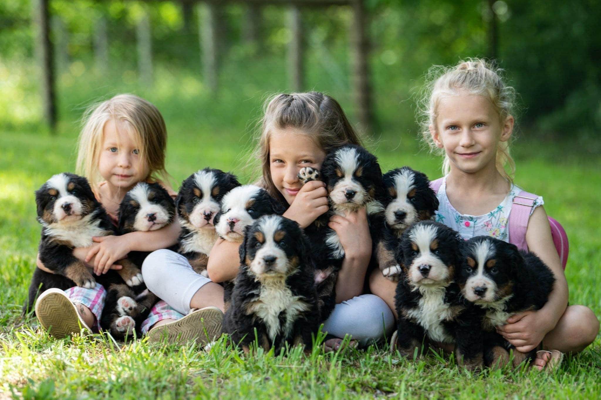 St Bernard Puppy Swissy Saint Puppies Swiss Mountain Bernese Bernard Mix  Saint Bernard Breeds Similar To, image size:2048x1363