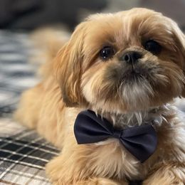 Chewie - Shih Tzu