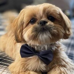 Chewie - Shih Tzu
