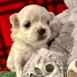 Annie - White female Maltese puppy in Buckeye, Arizona from Casper’s maltese