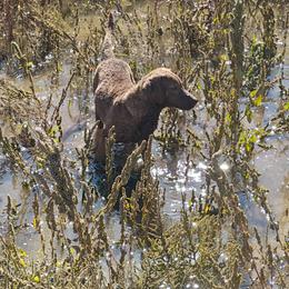 Lilliana - Dark deadgrass female Chesapeake Bay Retriever puppy in Soap Lake, Washington from Desert Oasis Kennels