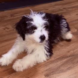 Prince - Black tri-color male Aussiedoodle puppy in Missouri from Mini AussieDoodles on Meadow Lane