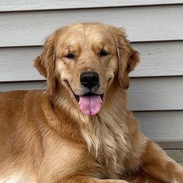 Locket - Golden Retriever