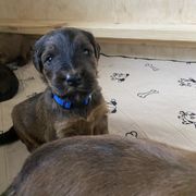 Boy 1 - Tawny Briard puppy in Spring Green, Wisconsin from Redame Briards