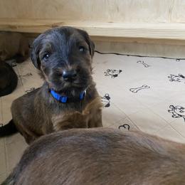 Boy 1 - Tawny Briard puppy in Spring Green, Wisconsin from Redame Briards