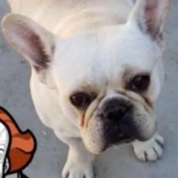 Luna - French Bulldog