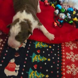 Boy 1 - Brown male Corgipoo puppy in Junction, Utah from Sugar Doodles