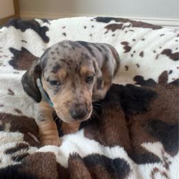 Han - Dapple male Dachshund puppy in Meridian, Id 83646 3658, Idaho from Boise Best Mini Dachshunds
