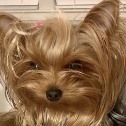 Nala - Yorkshire Terrier