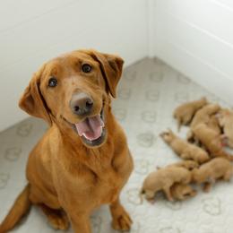 Darcy - Yellow female Labrador Retriever puppy in Allons, Tennessee from UC Labradors LLC