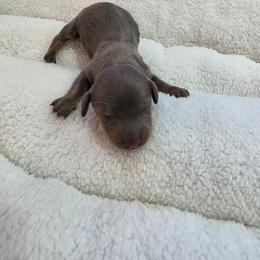 Blue - Blue and tan female Dachshund puppy in West Plains, Missouri from Spring Creek Dachshunds