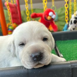 Boy 3 - Yellow male Labrador Retriever puppy in Gilbert, Arizona from Mad Rabbit Labradors