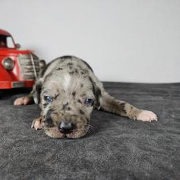 Remington NALC - Blue merle male Catahoula Leopard Dog puppy in Doerun, Georgia from Twig & Tail Puppies