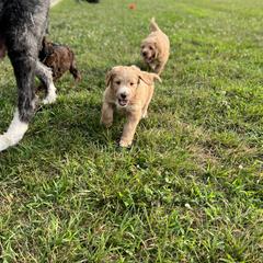 Saint Berdoodle Puppies from Highland Ridge Doodles