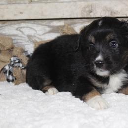 Richard - Black Miniature Australian Shepherd puppy in Paris, Texas from Kuttin’ Up Mini Aussies
