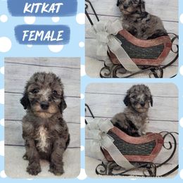 Kit-kat - Merle female Goldendoodle puppy in Grabill, Indiana from Rose's Doodles