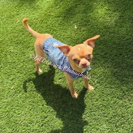 Victor - Fawn male Chihuahua puppy in Anderson, South Carolina from Lil Treasures Chihuahuas