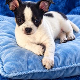 Thor - Black and white male Chihuahua puppy in Tremonten, Utah from Qu-Te's Chihuahuas