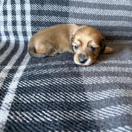 Rocky - Cream male Dachshund puppy in Perris, California from Doxie_pupps