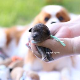Lady (Teal Collar Female) - Merle female Cavapoo puppy in Republic, Missouri from Red Skye Puppies