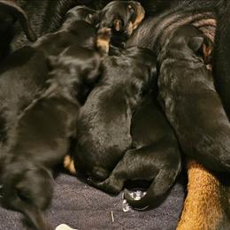Girl 1 - Black and mahogany female Rottweiler puppy in Merkel, Texas from Stolz Rottweilers von Raiden