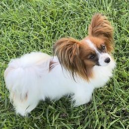Sunny - Papillon