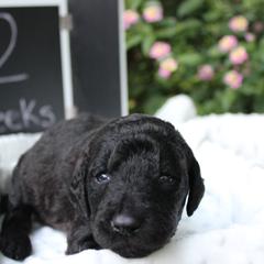 Labradoodle Puppies from Tiny Tally Tails