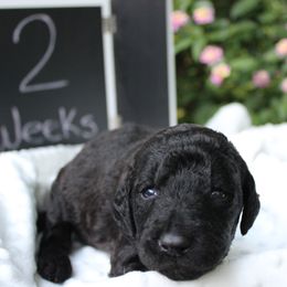 Labradoodle Puppies from Tiny Tally Tails
