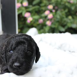Labradoodle Puppies from Tiny Tally Tails