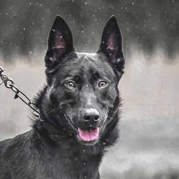 Kindred - Belgian Malinois