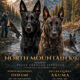 Dutch Shepherd puppies from North Mountain Dutch Shepherds
