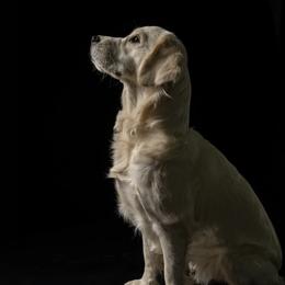 Barley - Golden Retriever