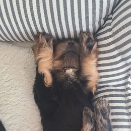 Yorkshire Terrier Puppies from Empress Kiss Yorkies