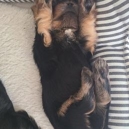 Yorkshire Terrier Puppies from Empress Kiss Yorkies