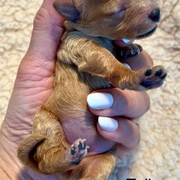 Maltipoo Puppies from Christine Plano