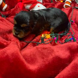 Nikolai - Black and tan male Cavalier King Charles Spaniel puppy in Las Vegas, Nevada from Faybelle's Cavaliers