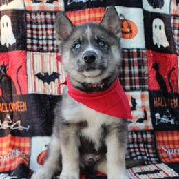 Red - Black and white male Siberian Husky puppy in York, Pennsylvania from Spalla Pups