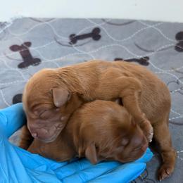 Boy 1 - Red male Australian Labradoodle puppy in Auburn, Washington from West Valley Labradoodles