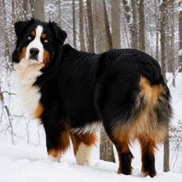 Josey - Australian Shepherd