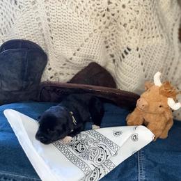 Girl 4 Bonnie olive green collar - Black female Anatolian Pyrenees puppy in Clifton, Illinois from Mcginnis Guardian Dogs
