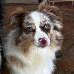 Pearl - Toy Australian Shepherd