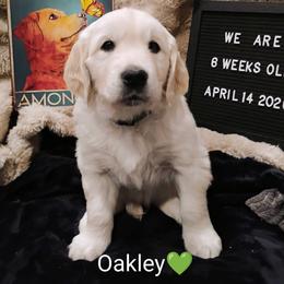 Green collar boy - Light golden male Golden Retriever puppy in Rochester, Washington from Grand Mound Goldens