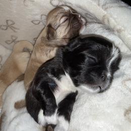 Shih Tzu Puppies from Shih Tzu Puppy in Orlando