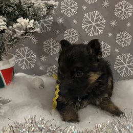 Yellow collar girl - Black and red female German Shepherd puppy in Wyoming, Michigan from Big Jones Kennels